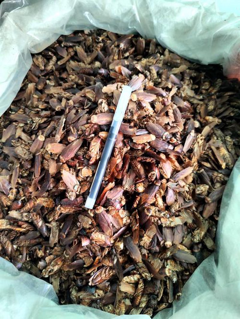 中药材种植：一片绿色的事业