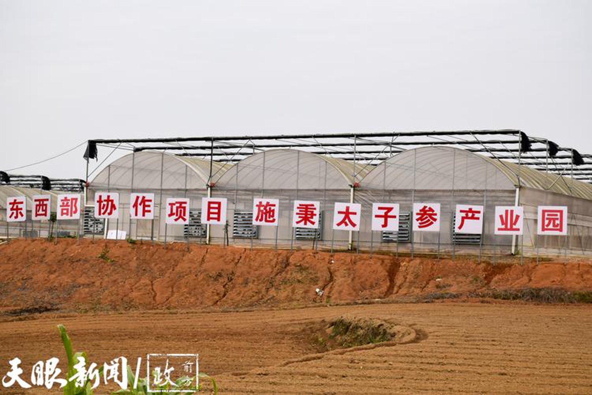 进彬中药材
