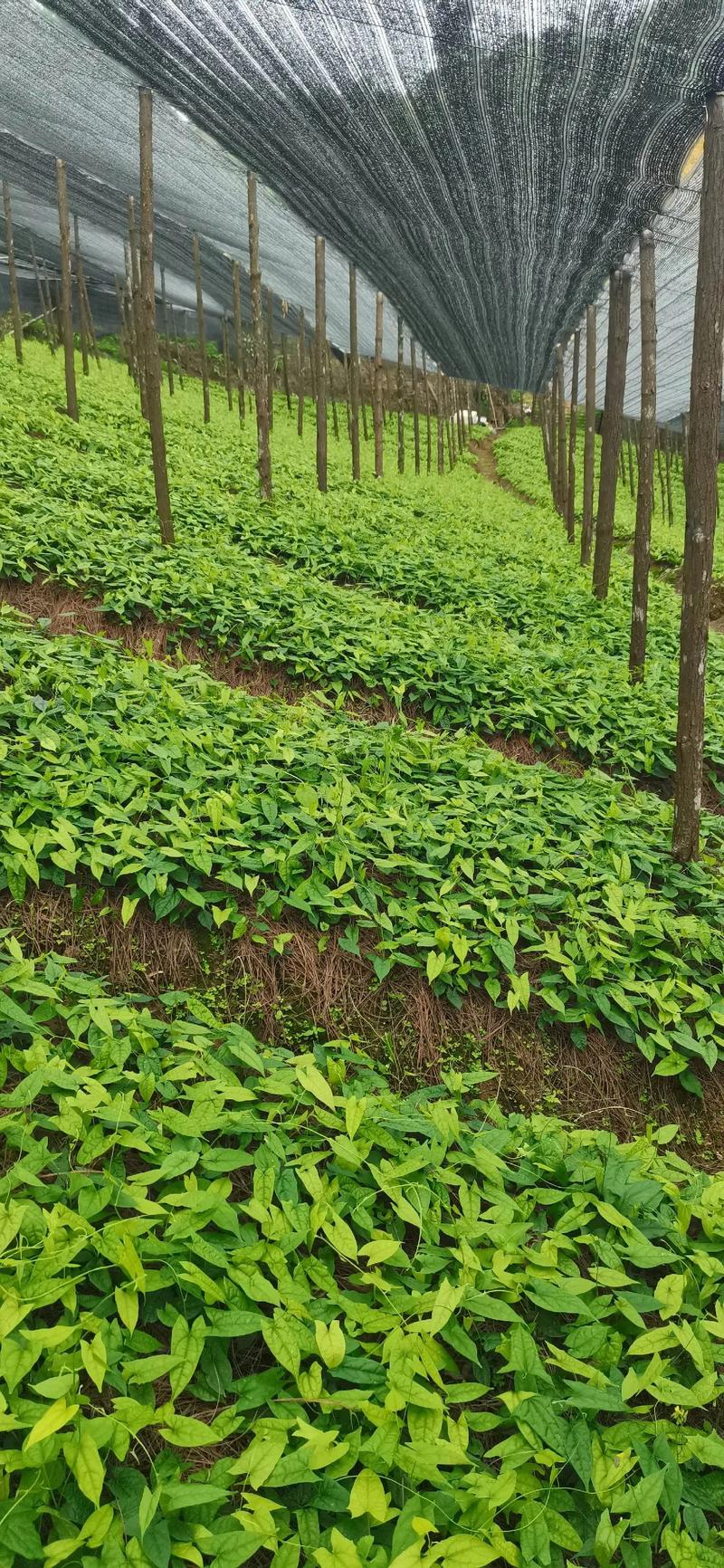 深度解析：白芍种植案例分析